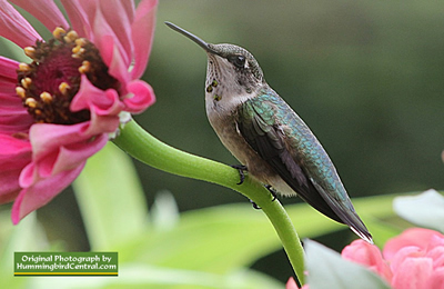 Ruby-Throated Hummingbird on Giant California Zinnia